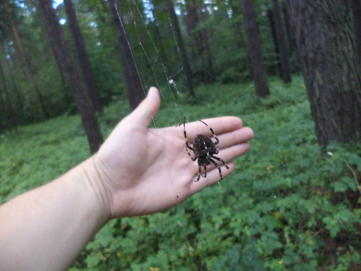 Крестовик зеленый паук зеленый Россия