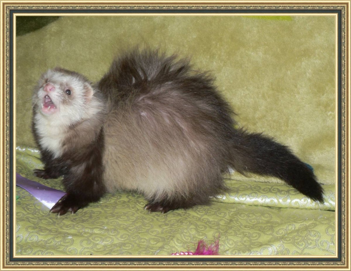 Длинношерстная фретка