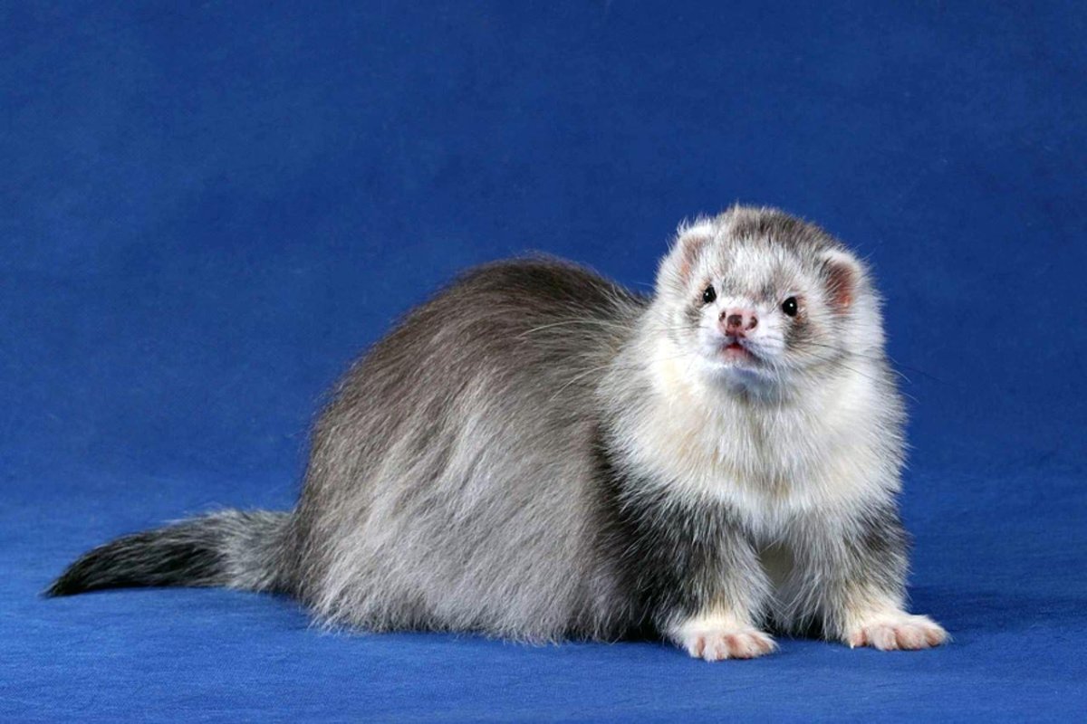 Сильвер Митт окрас хорька