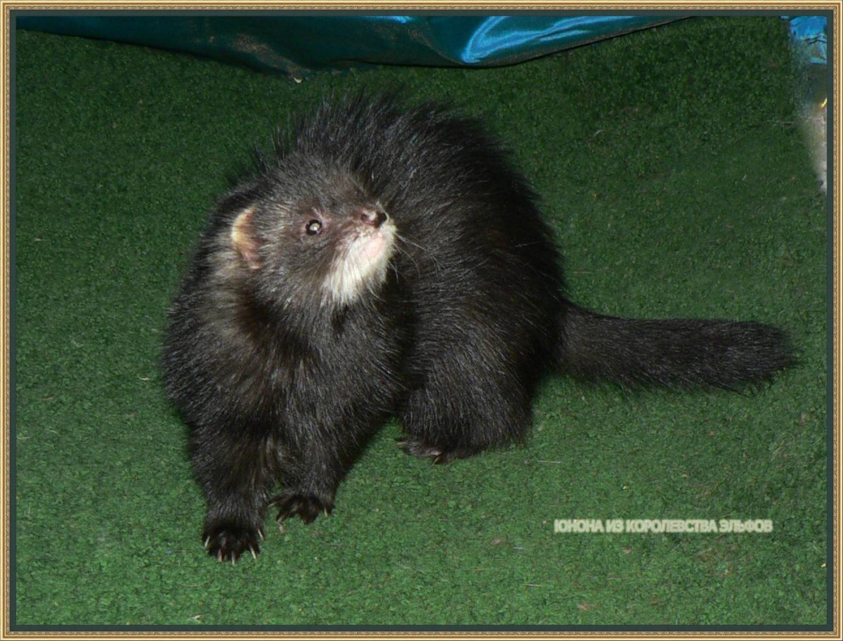 Хорек Black Solid