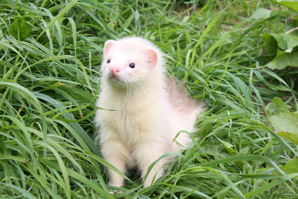 Angora Ferret