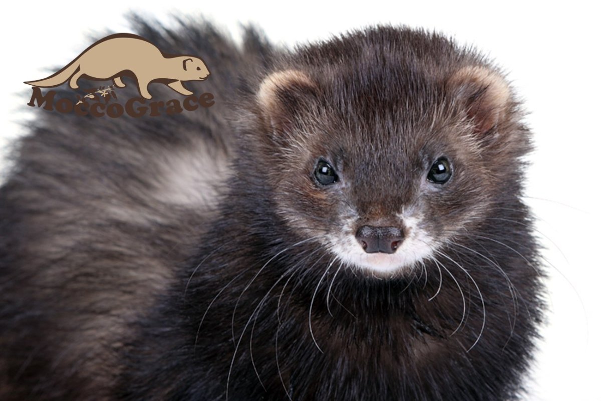 Хорек с голубыми глазами