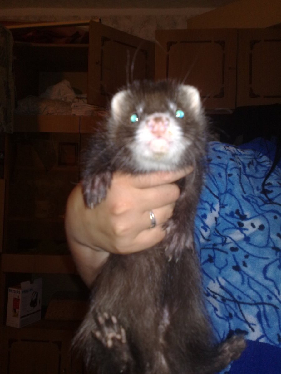 Ангорские фретки