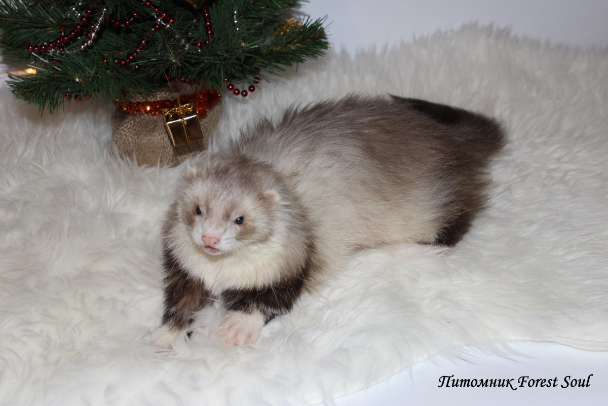 Ангора шоколад мит хорек