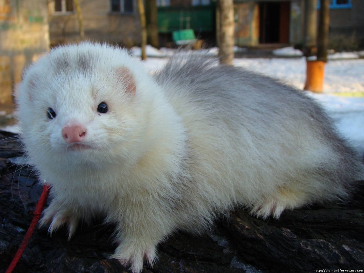 Хорек ангора экзот