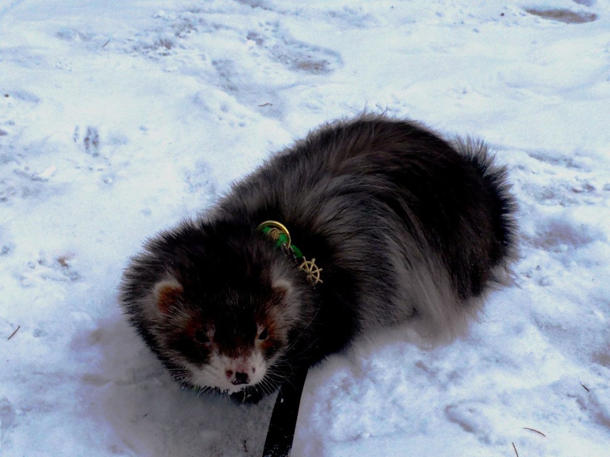 Шиншилла и хорек