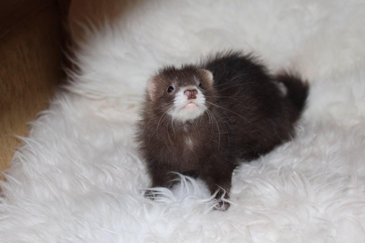 Ангорский хорек