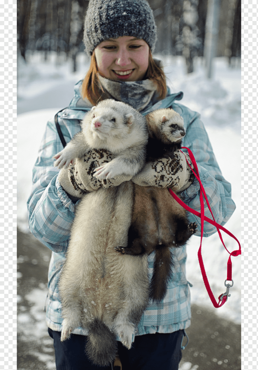 Фанни Феррет