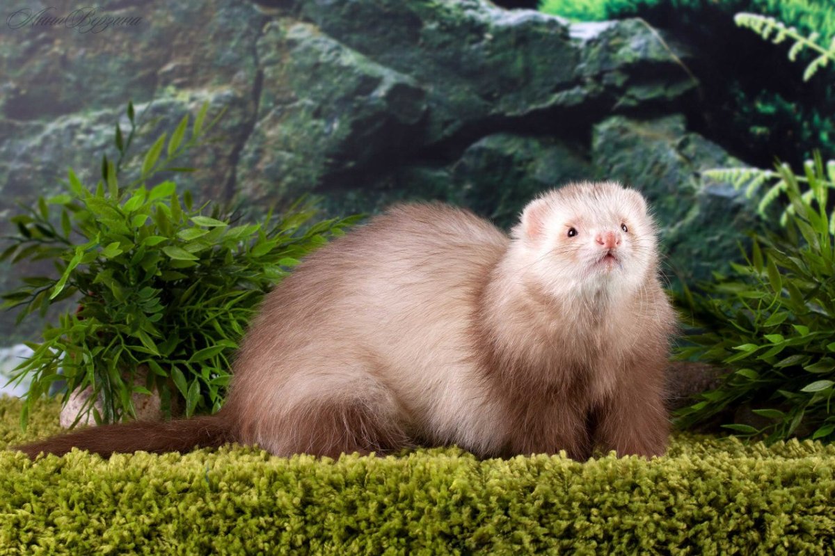 Ангорская фретка