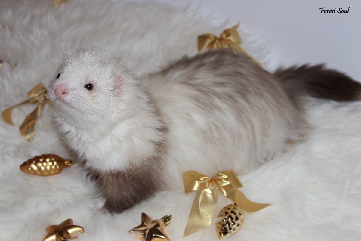 Самый большой хорек