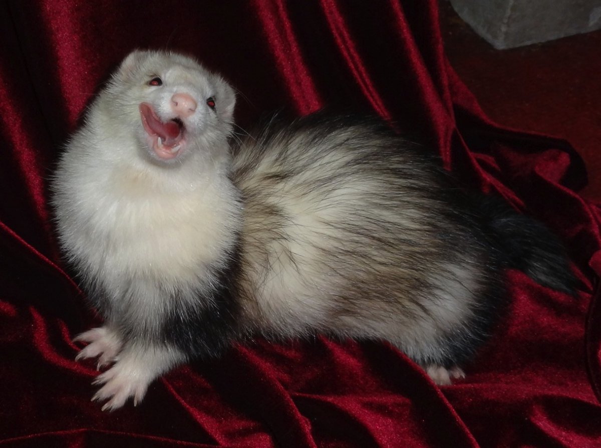 Белый хорёк Эстетика