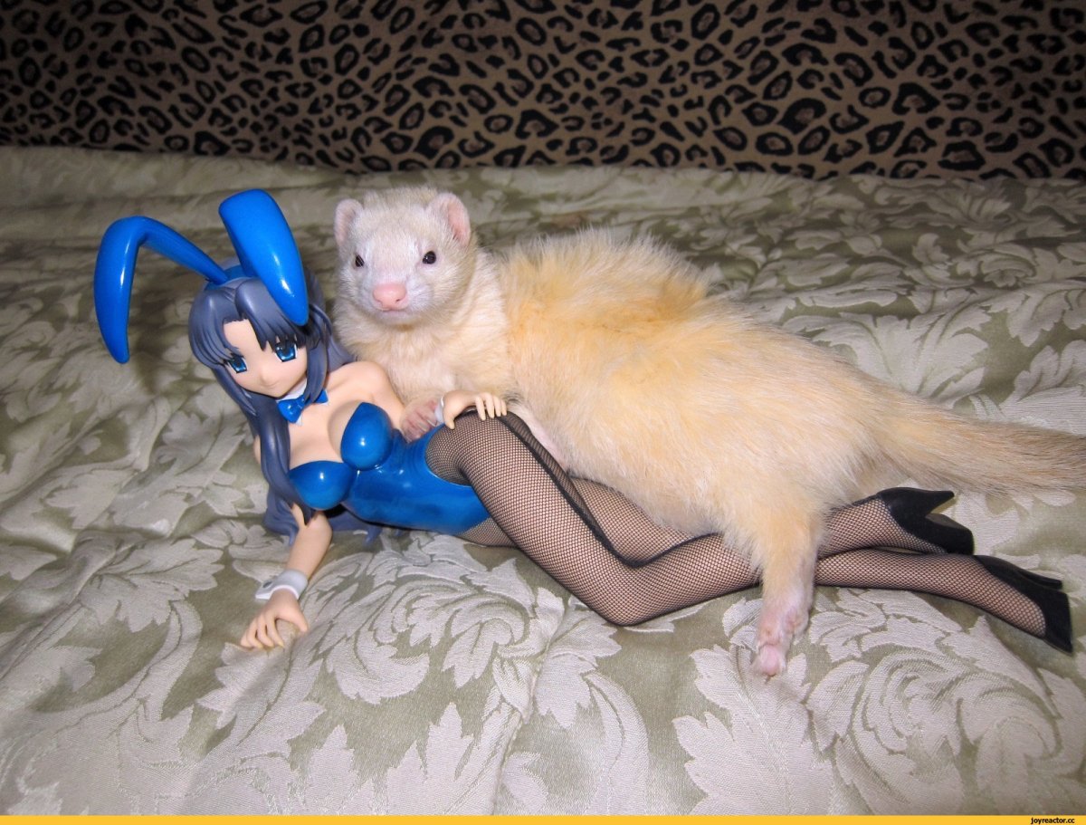 Фретка Хонорик хорёк