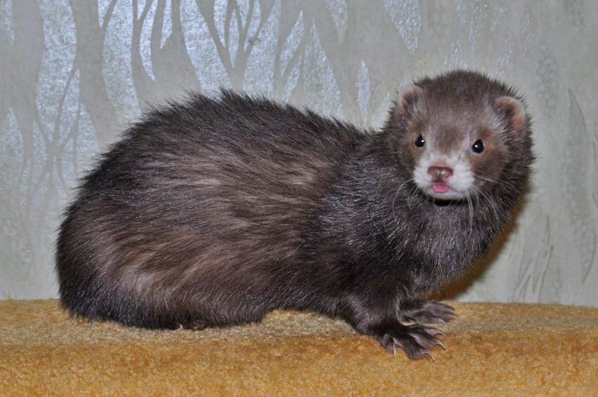 Хорёк домашний белый