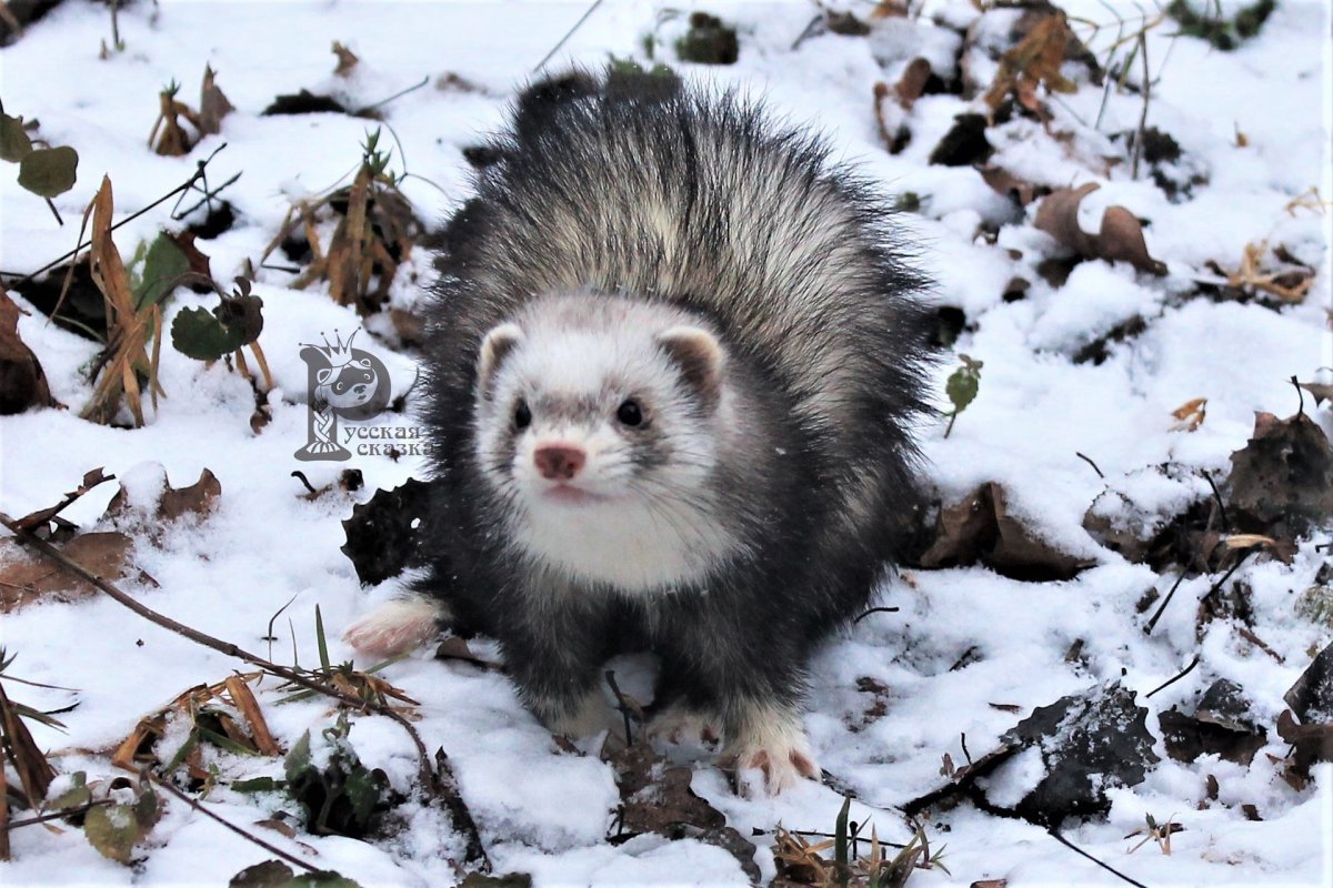 Хорек фретка пушистая