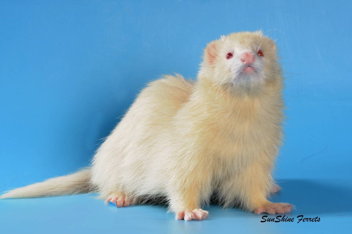 Ferret Colors