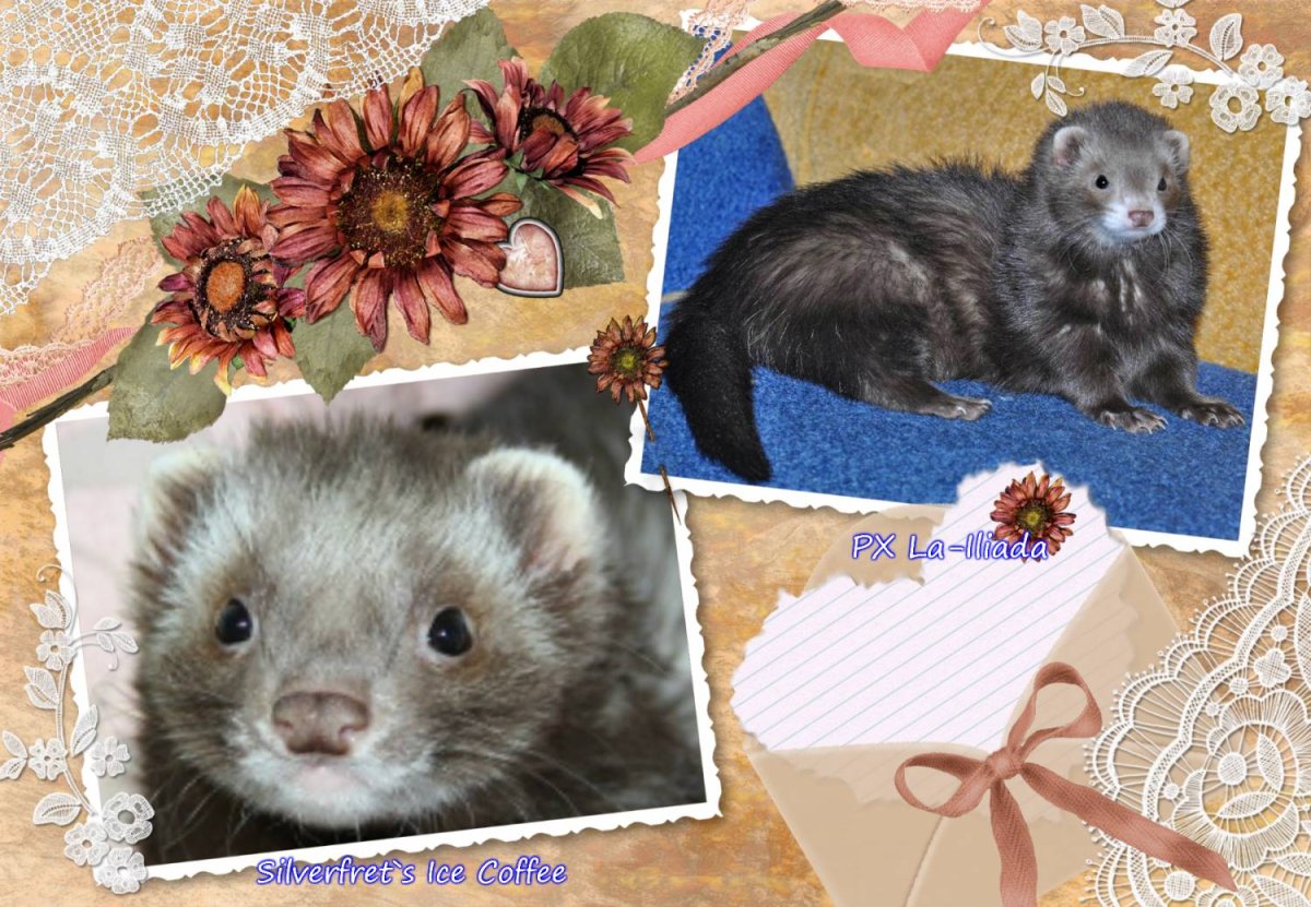 Пушистый хорек