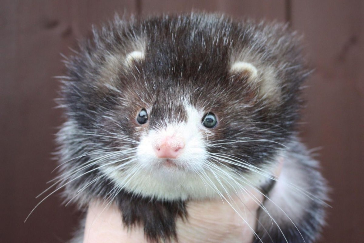 Удивленный хорек