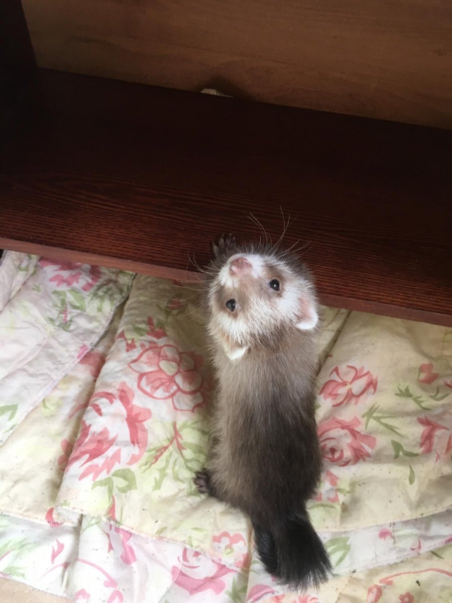 Хорёк домашний маленький