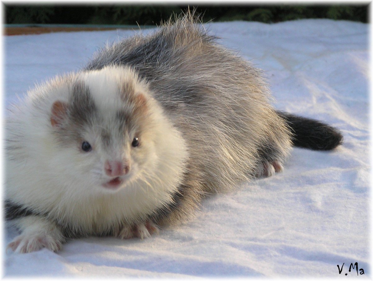 Хорек ангора шоколад