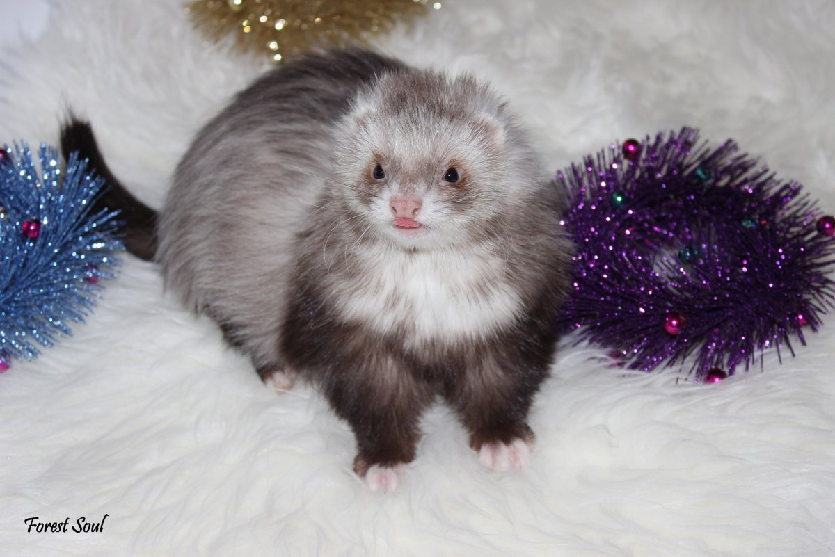 Хорек шоколад Митт