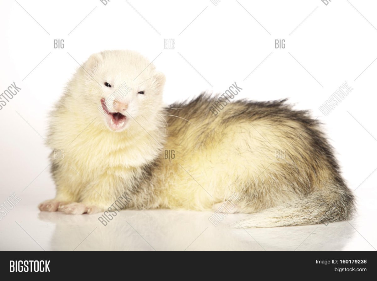 Длина шерсти ангорского хорька