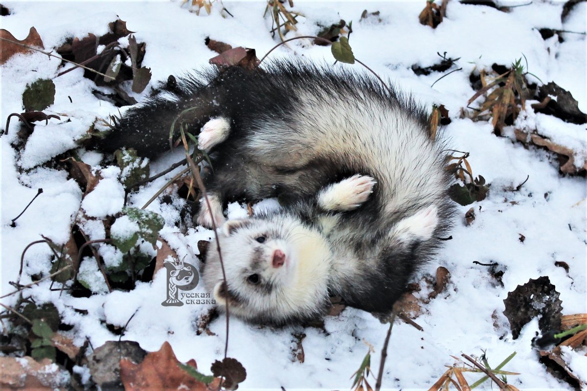 Пушистая звезда хорьки питомник