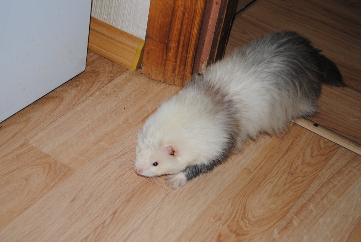 Хорек ангора Панда