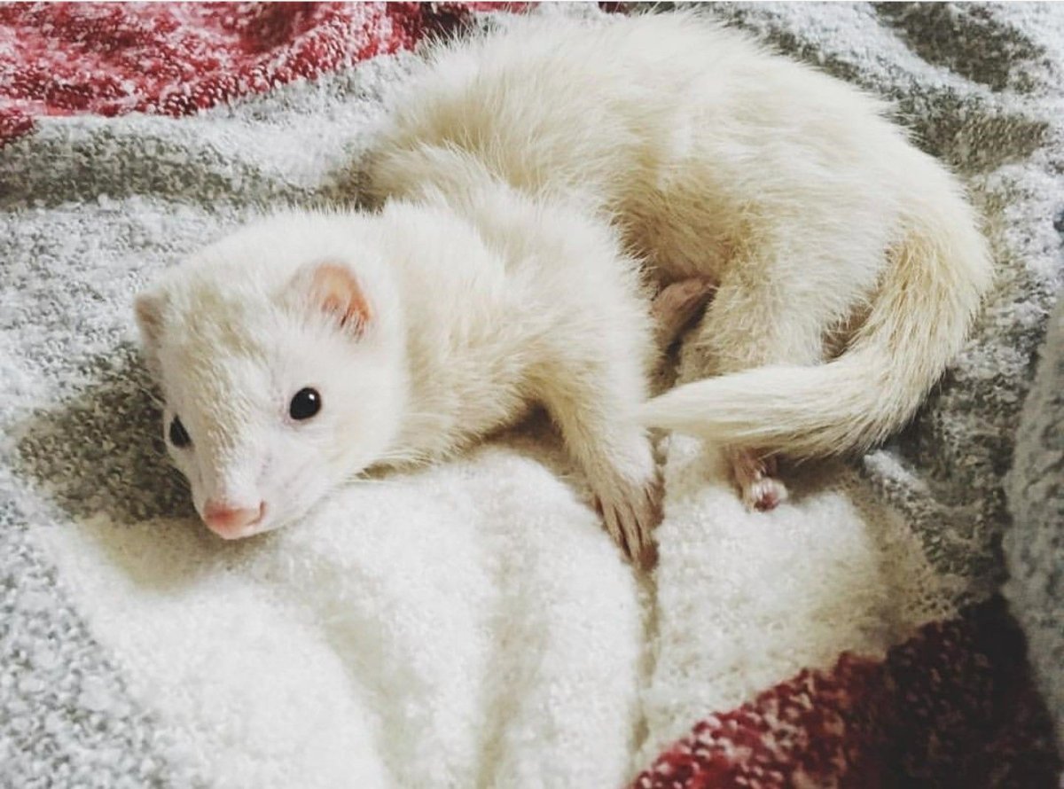 Белый пушистый хорек