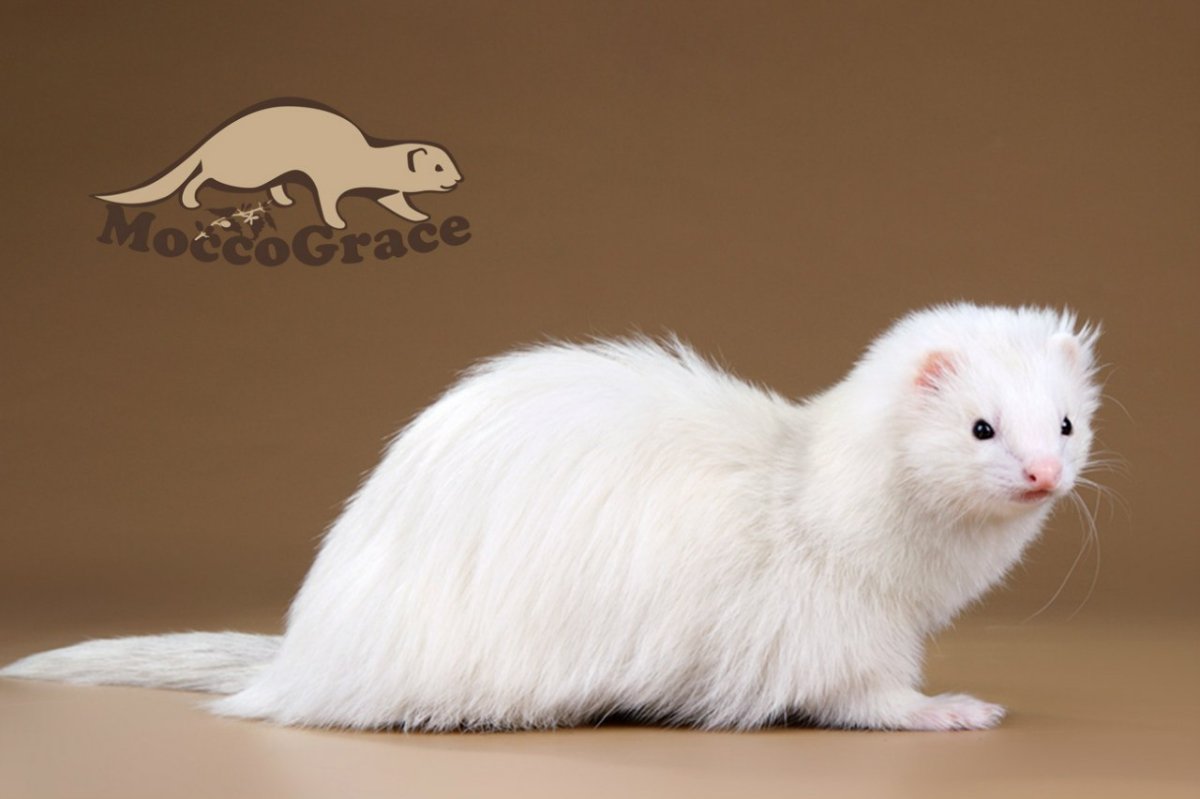 Ангорская фретка