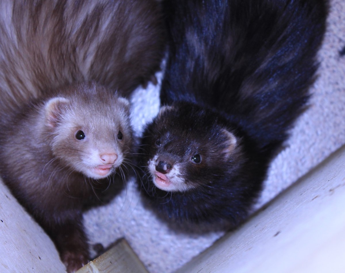 Ласка норка хорёк горностай