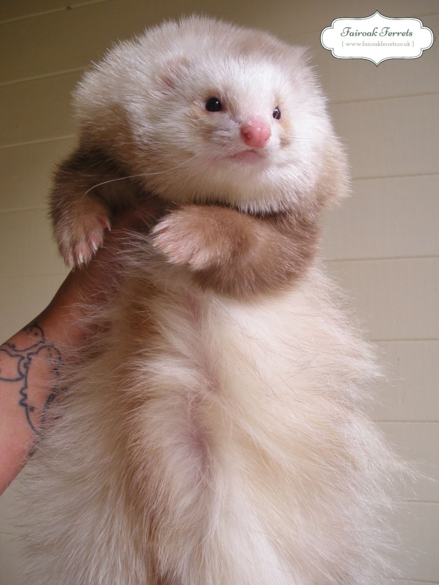 Большие хорьки