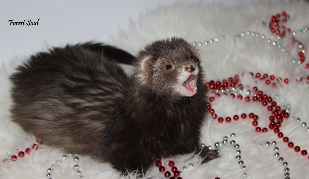 Хорек Ангор окрас Соболь