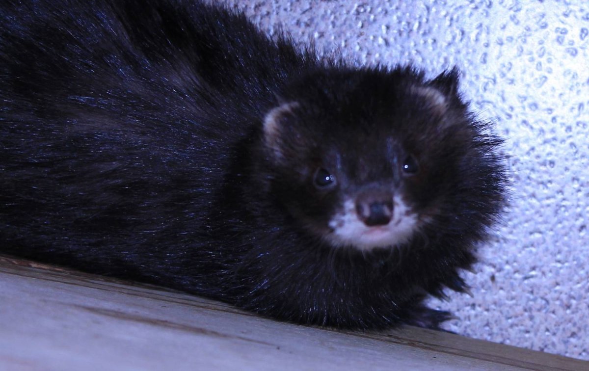 Хорек окрас черный