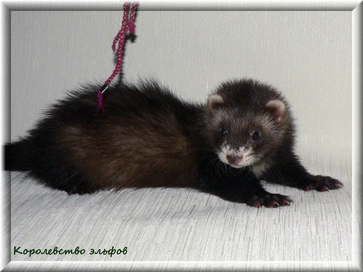 Хорек полуангора