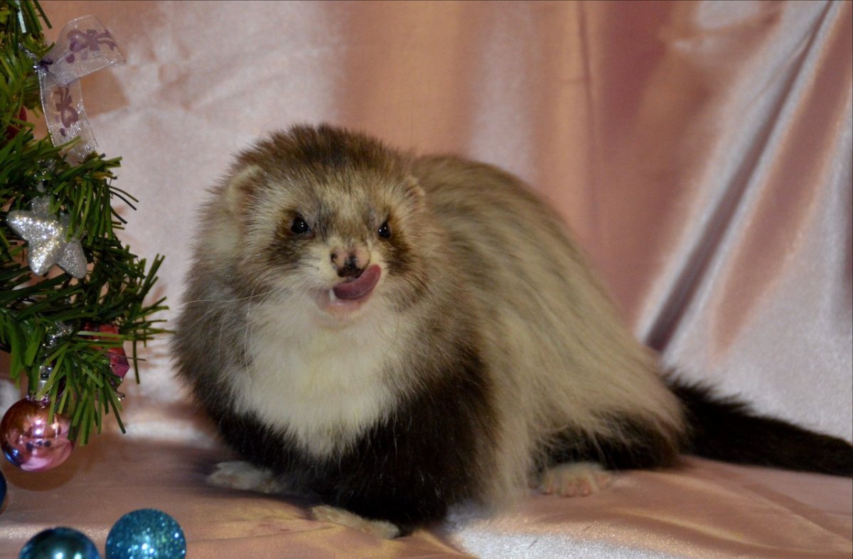 Заводчики фреток