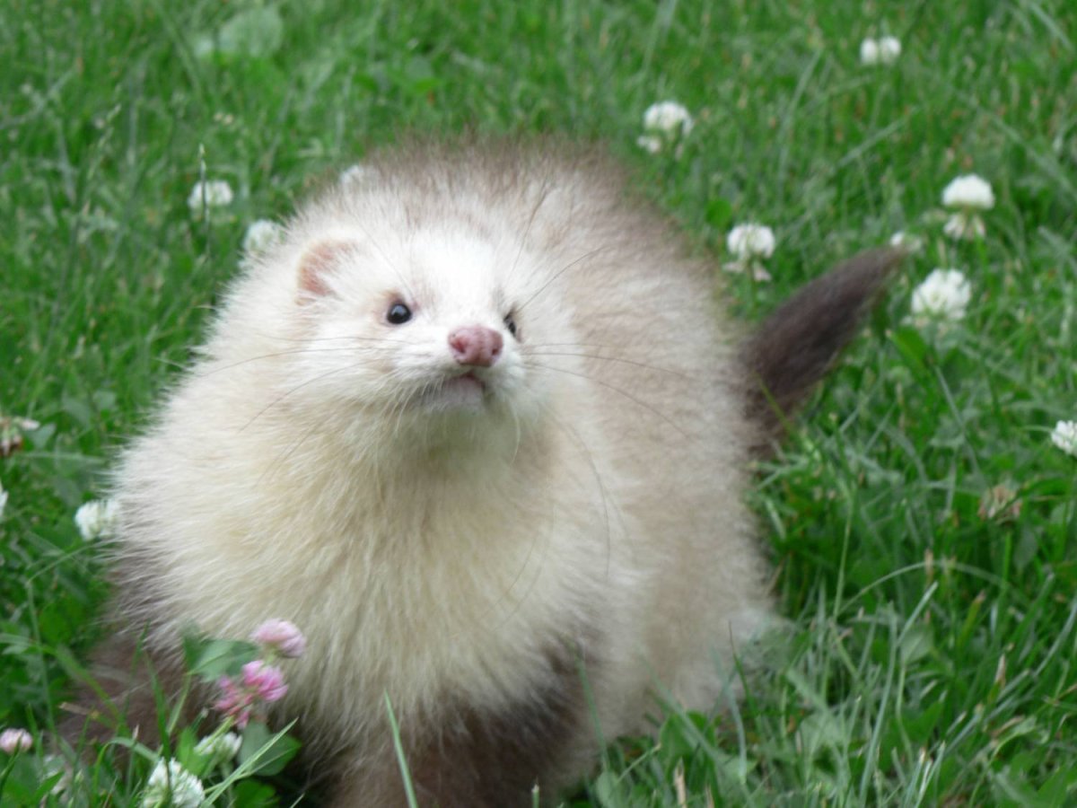 Хорьки полуангоры питомник