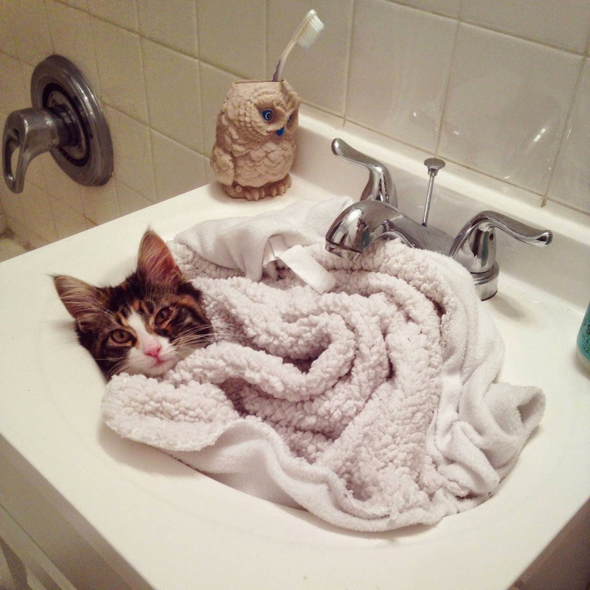 Котик в ванне. Кот в раковине. Котик в ванной. Кошка в ванной. Кот в умывальнике.