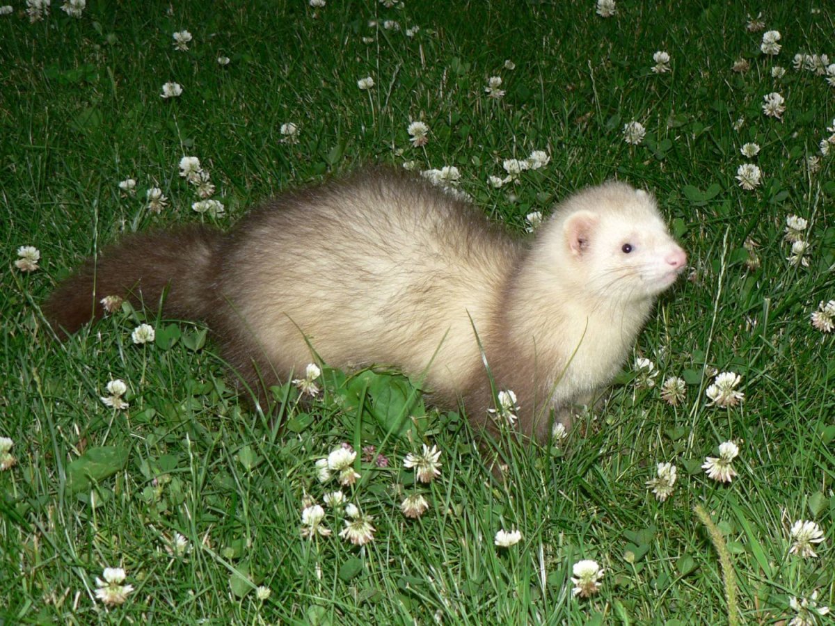 Окрас хорька Titan Roan