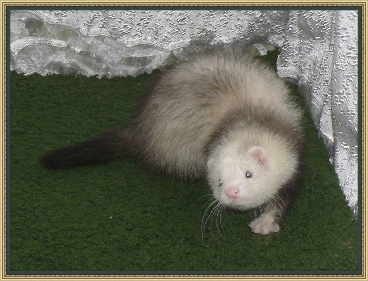 Хорек полуангора