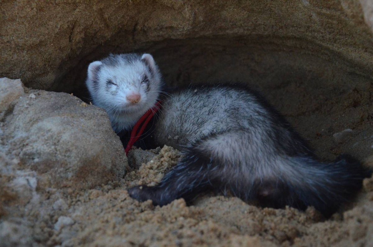 Взрослый хорек