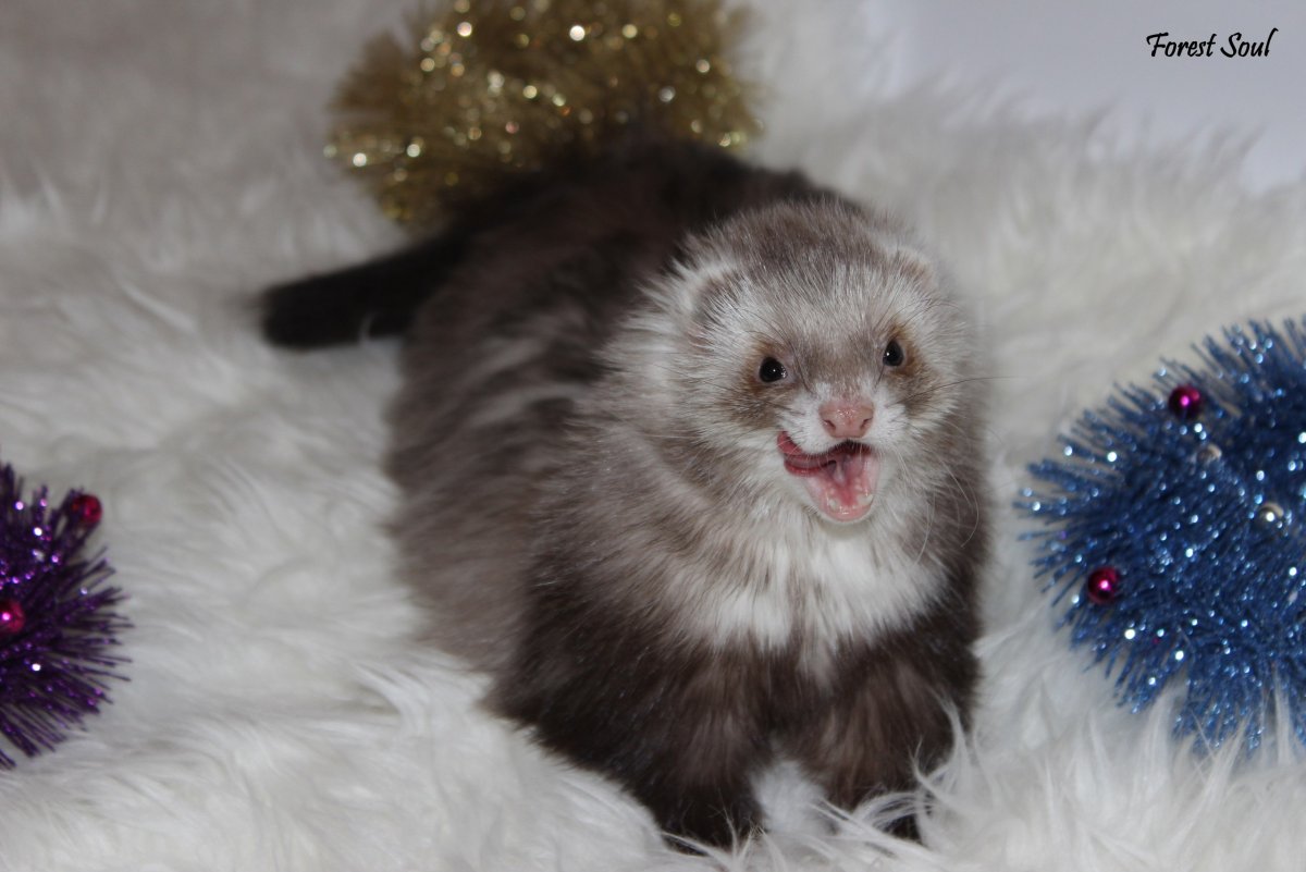 Хорек ангора шоколад