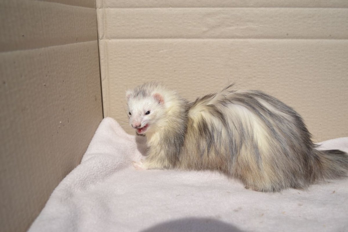 Длинношерстная фретка