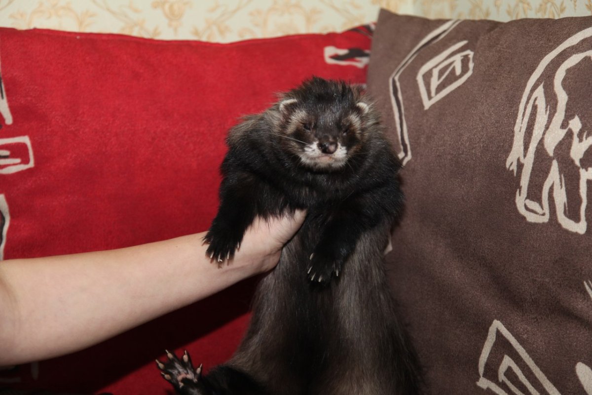 Домашний хорек фретка