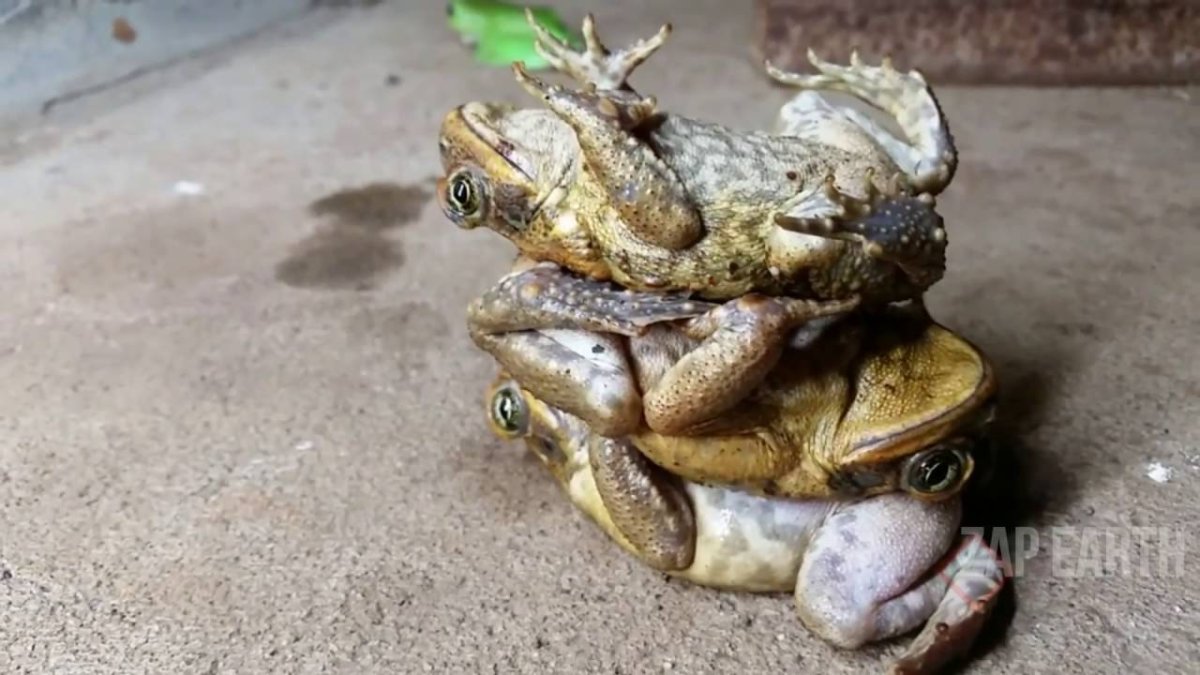 Лягушки друг на друге