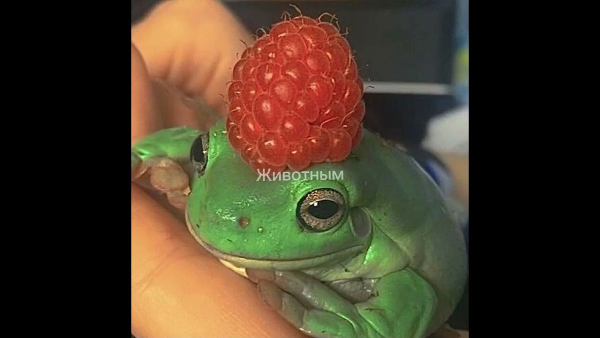 Милые жабки в шляпках