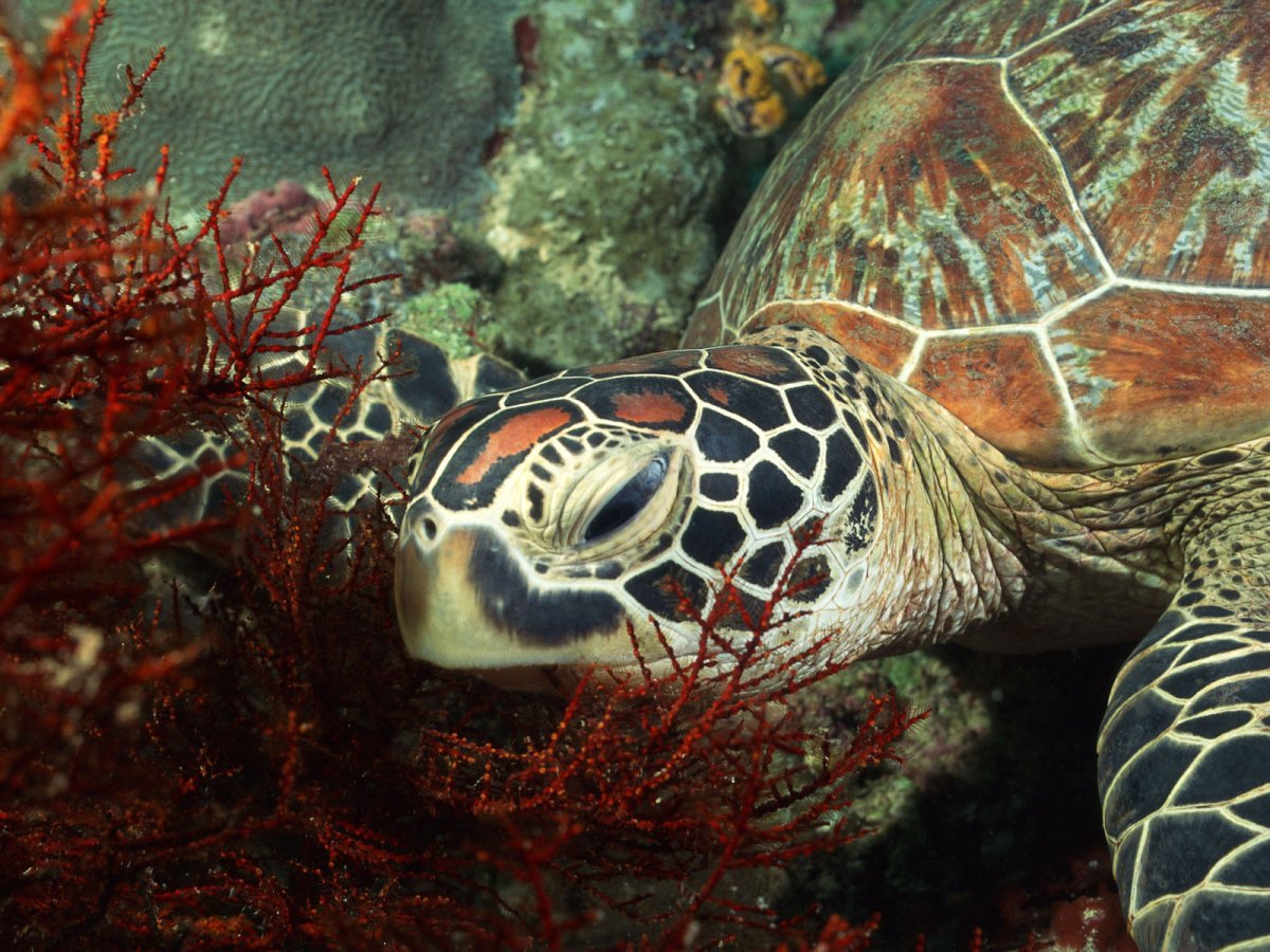 Черепахи Атлантики Панама