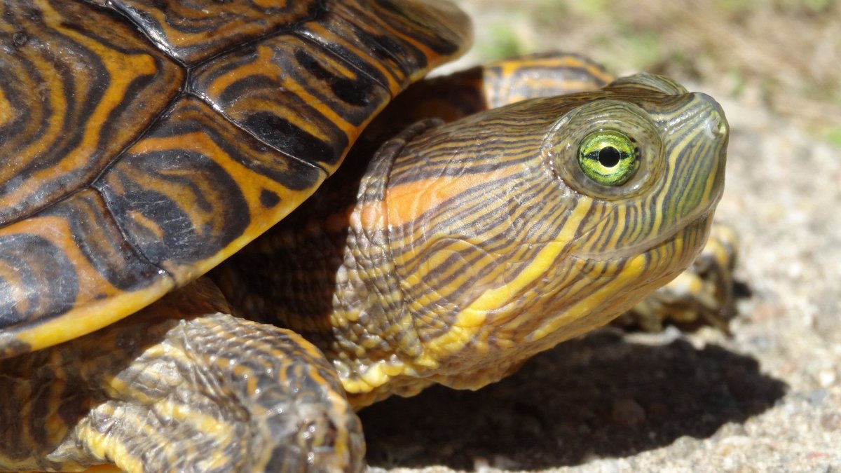 Глаза черепахи