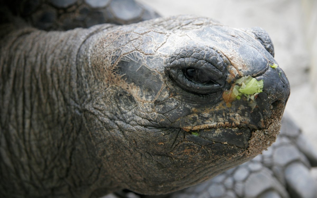 Глаза черепахи