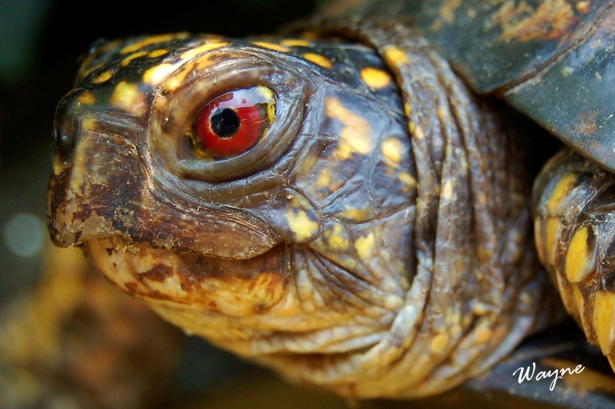 Черепаха с красными глазами