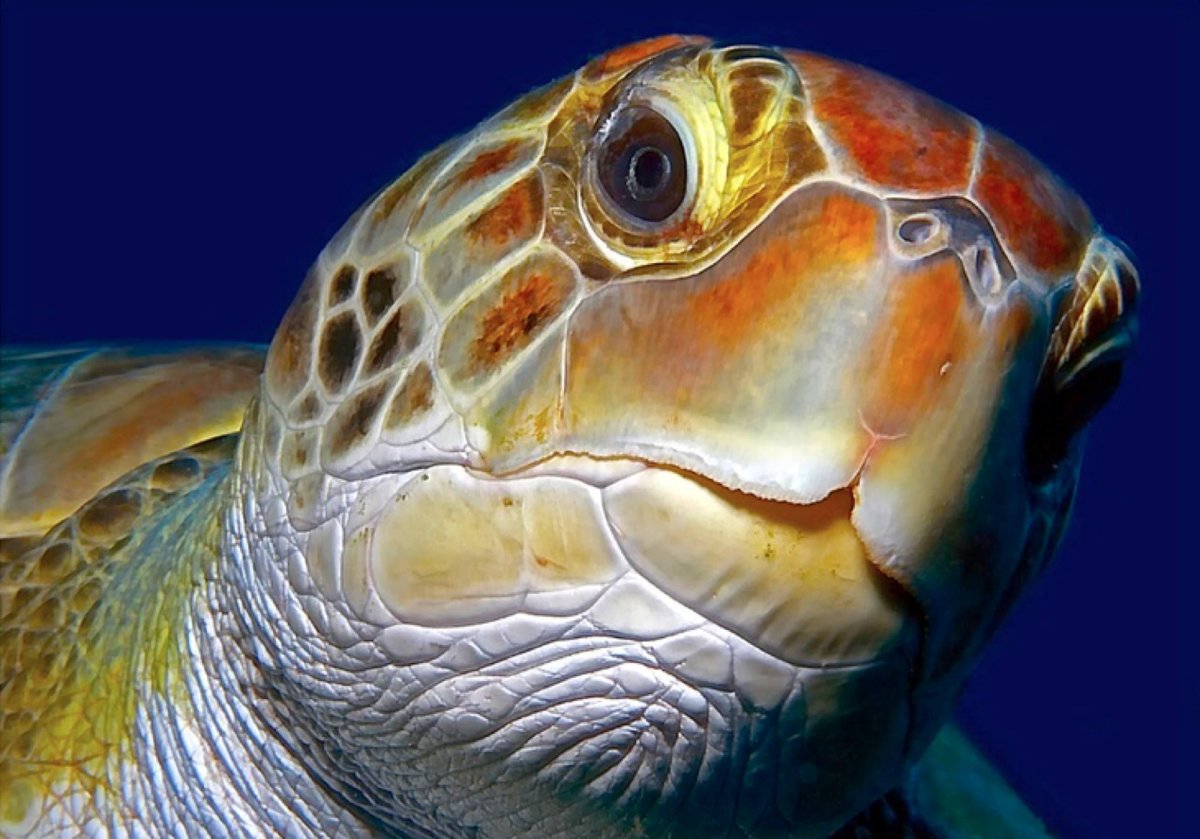 Черепаха взгляд